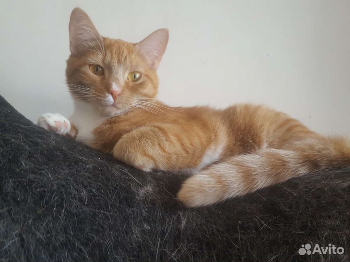 Рыжая кошка Варя ищет дом