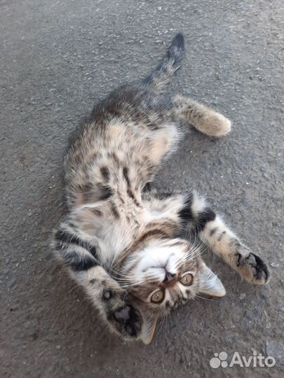 Отдам в добрые руки