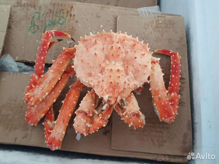 Краб Камчатский, Стригун