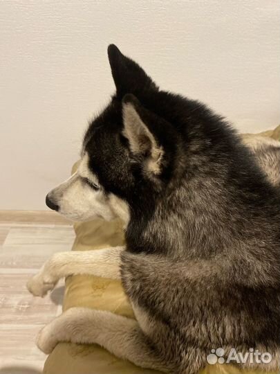 Кобель хаски
