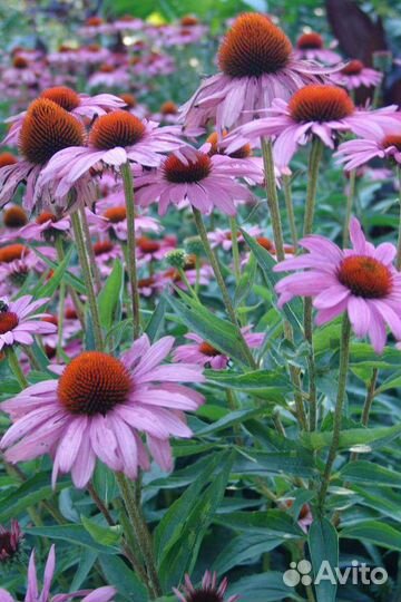 Многолетники для сада