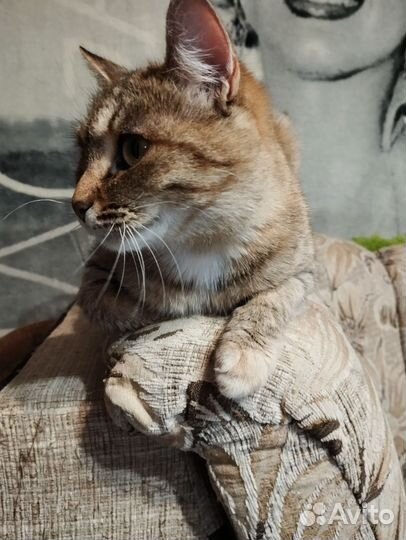 Самая ласковая кошка в мире Эш