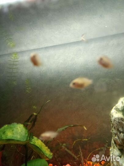 Мальки цихлиды