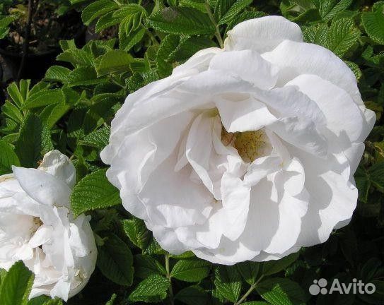 Роза ругоза Альба