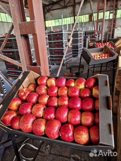 Яблоки оптом