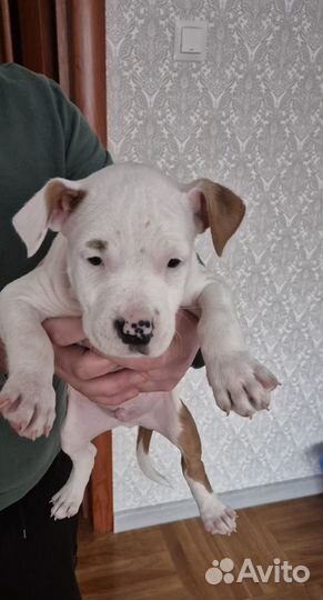 Продаю щенка