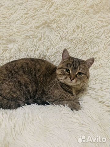 Шикарная Леди