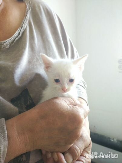 Котята в добрые руки 1 месяц