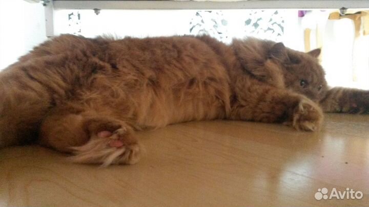 Котик Босс в поисках надежной семьи