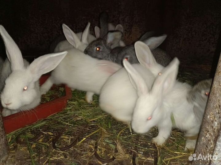 Продаются кролики