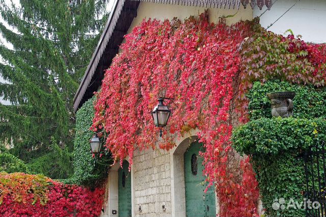 Девичий виноград- декоративная лиана