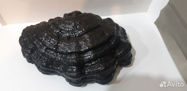 Трутовик для творчества