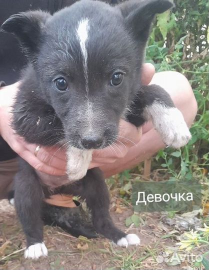 Красивые щеночки в добрые руки