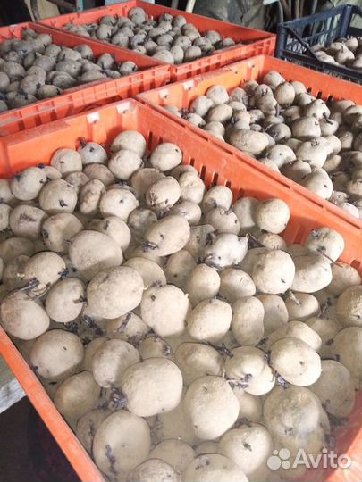 Продам картофель