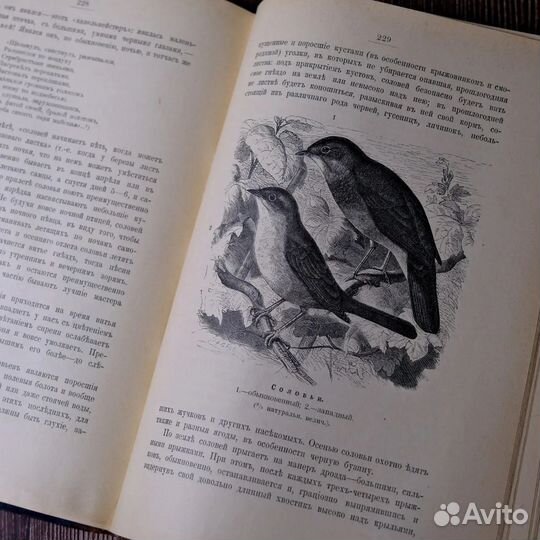 Старинная книга о природе, 1903 г