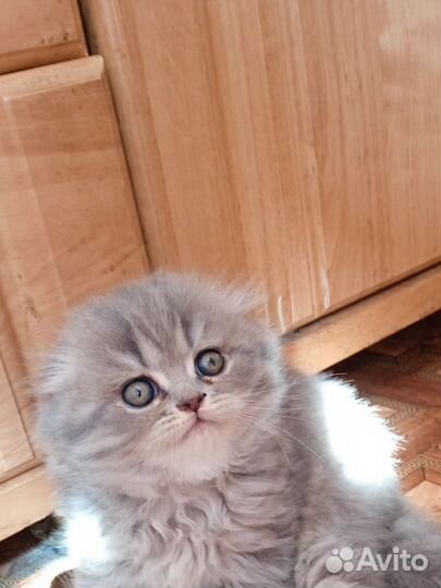 Британская