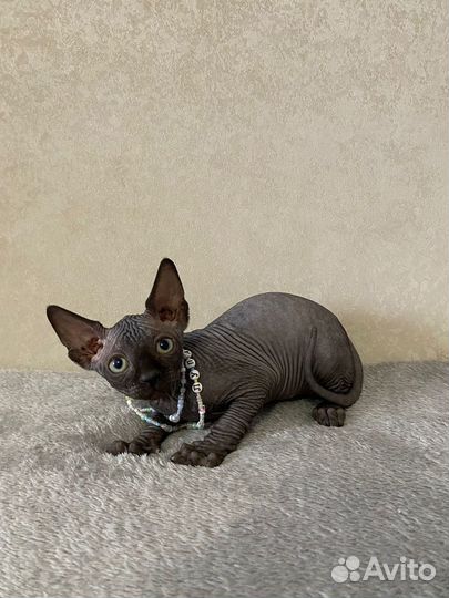 Канадский сфинкс