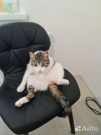 Кошечка подросток