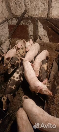 Поросята