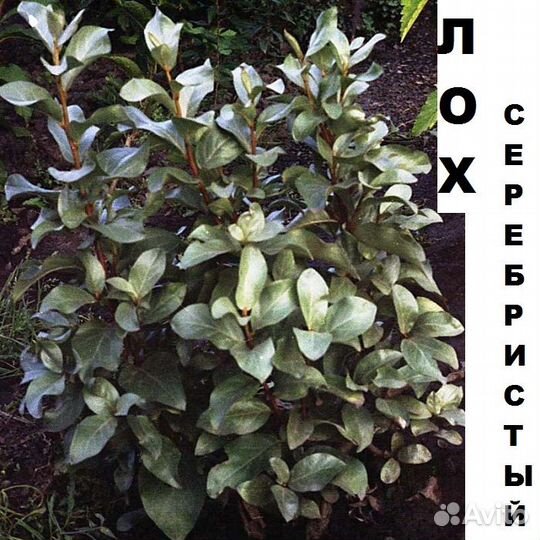 Саженцы Декоративных растений