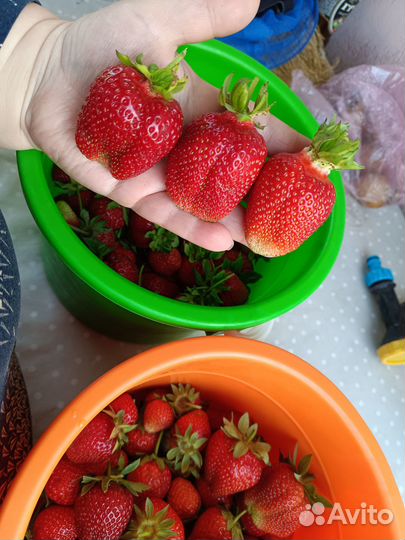 Клубника ремонт. и летняя новые сорта