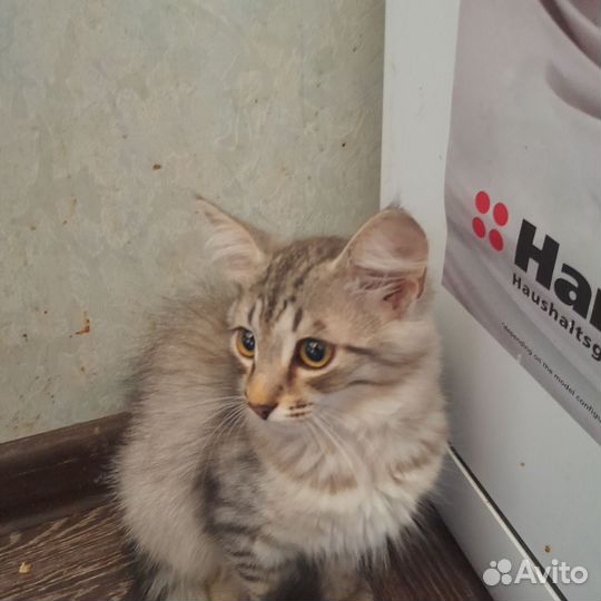 Кошечка мышеловка в добрые руки