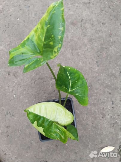 Сингониумы