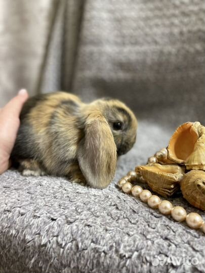 Декоративные кролики вислоухие