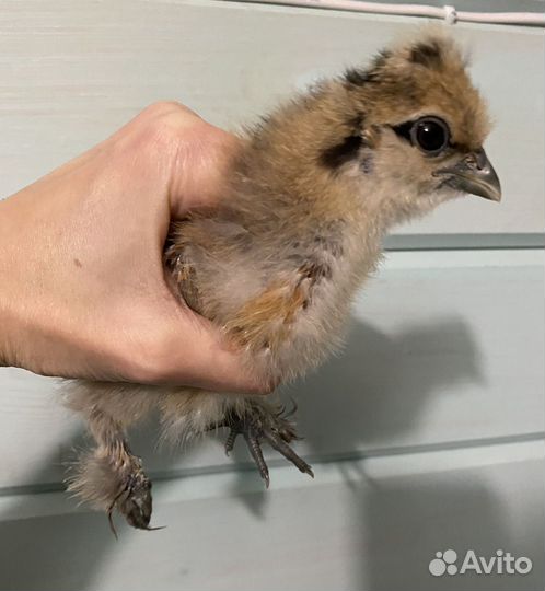 Цыплята Китайские шелковые