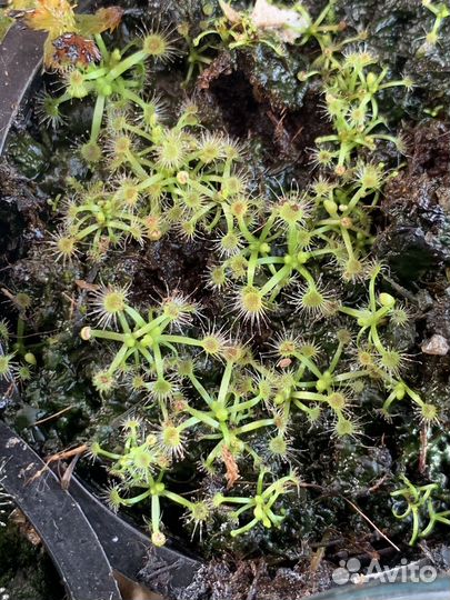 Карликовая росянка. Малыши 3шт