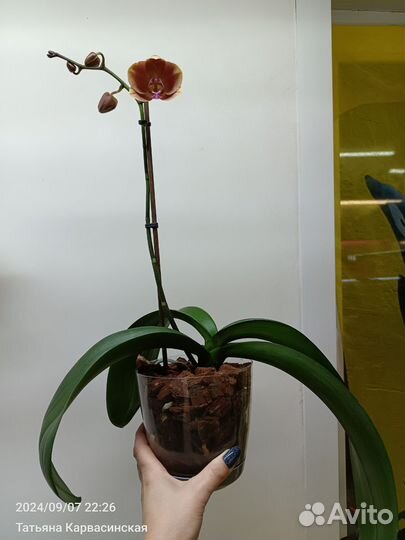 Орхидея фаленопсис