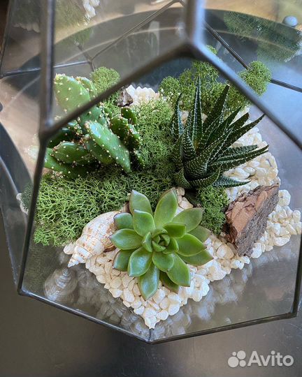 Флорариум композиция суккуленты