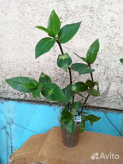 Традесканция застенчивая невеста