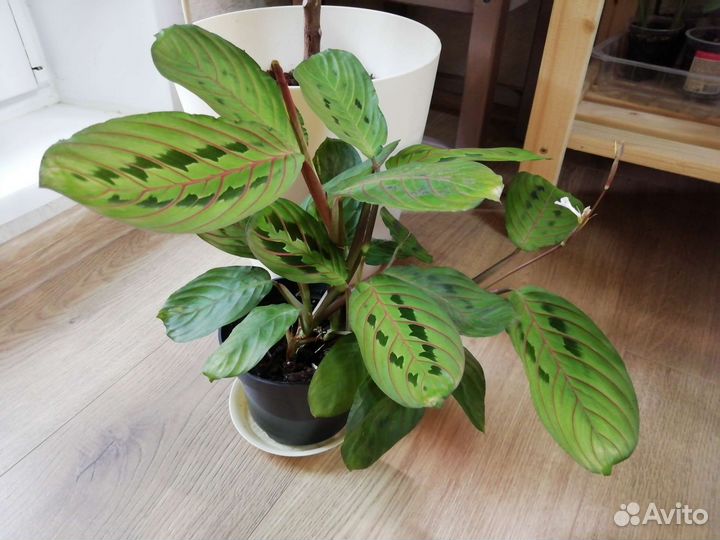 Маранта триколор