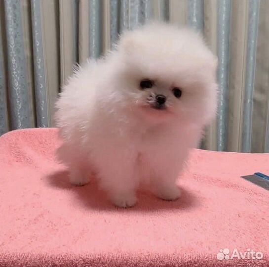 Померанский шпиц