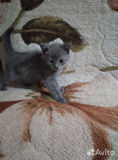 Котята отдам в добрые руки бесплатно