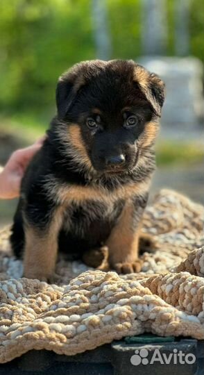 Чистокровные щенки немецкой овчарки