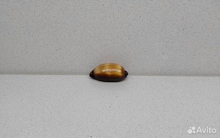 Ципрея Тальпа 6,1 морская ракушка раковина