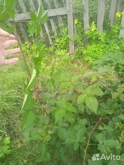 Саженцы ежевики