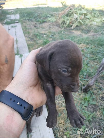 Щенки курцхара