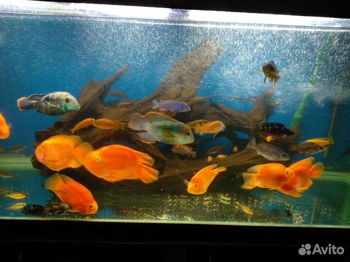 Рыба для псевдо моря есть (артемия заморозка 0.5кг