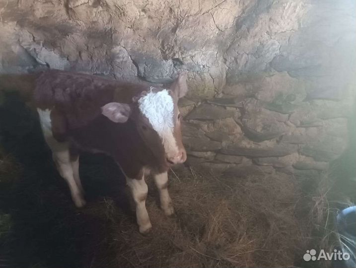 Бык лимузины