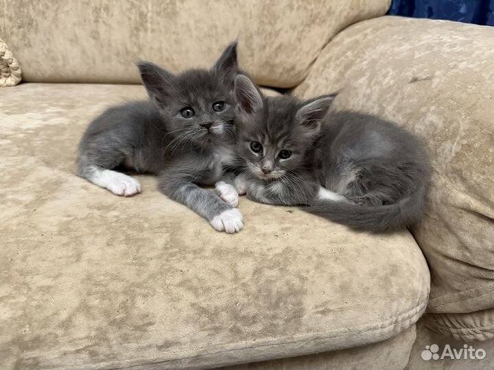 Мейн-кун девочка