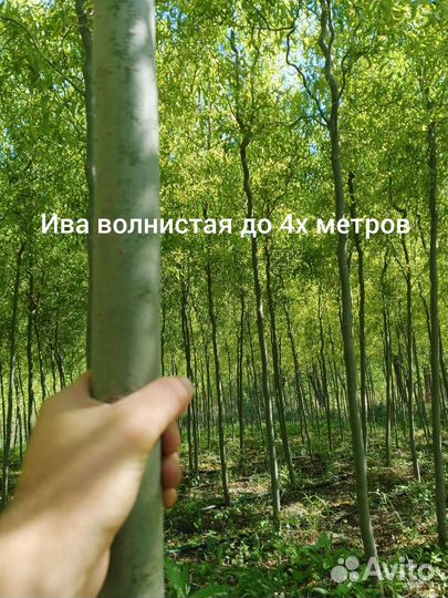 Ива плакучая, волнистая, кизильник бл., катальпа