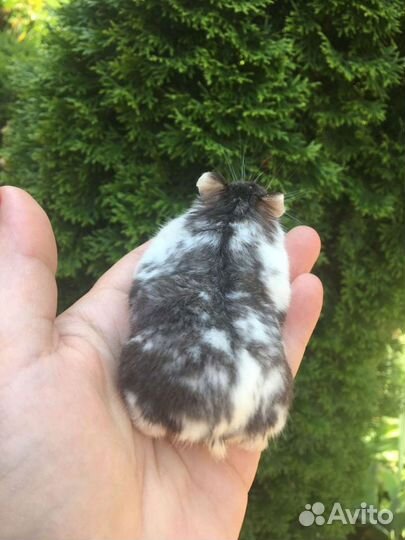 Хомячки сирийские и породы Кэмпбелла