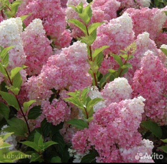 Гортензия Взрослая Ванилла Фрайз, 3 года