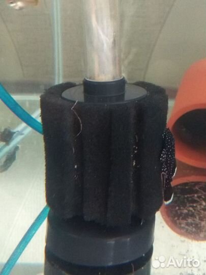 Номерные сомы, анциструсы