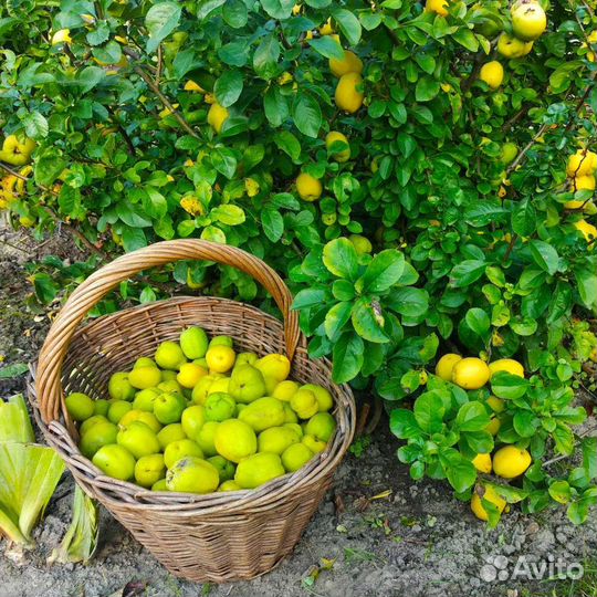 Саженцы айва японская