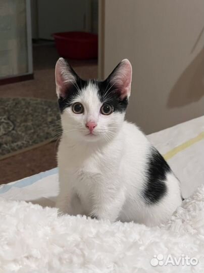 Котенок мальчик бесплатно