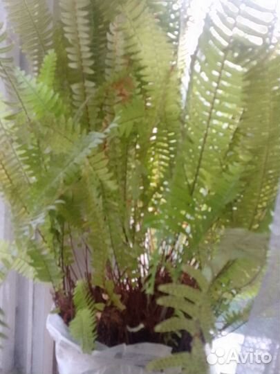 Папоротник комнатный